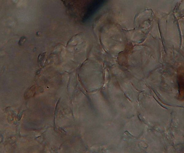 Quale Hyphoderma? (H. praetermissum?)